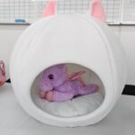 Pet house